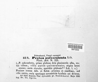 Lachnellula pulverulenta image